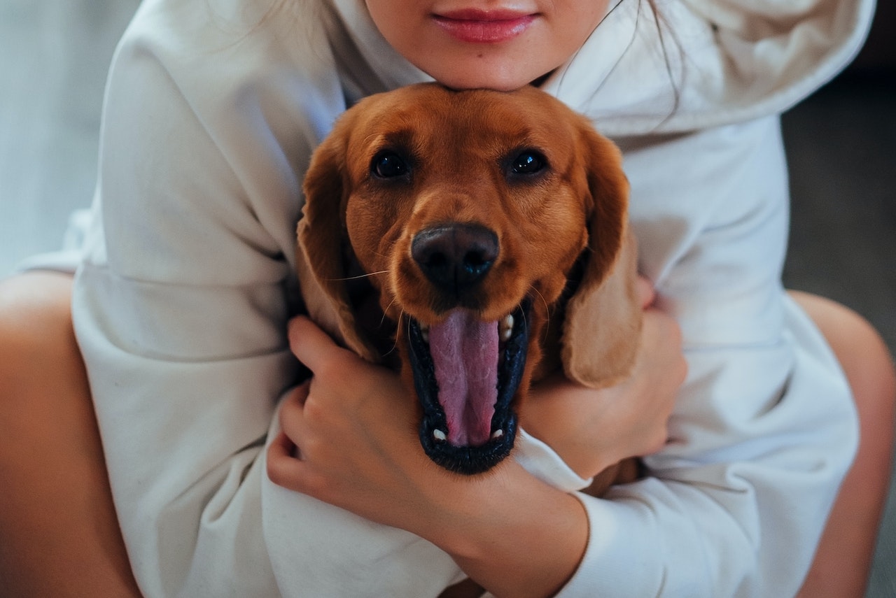 Understanding Dog Custody Laws - A Comprehensive Guide