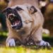 Get expert tips on navigating dog bite laws from a trusted dog attack lawyer. Understand your rights and legal options after a canine attack.
