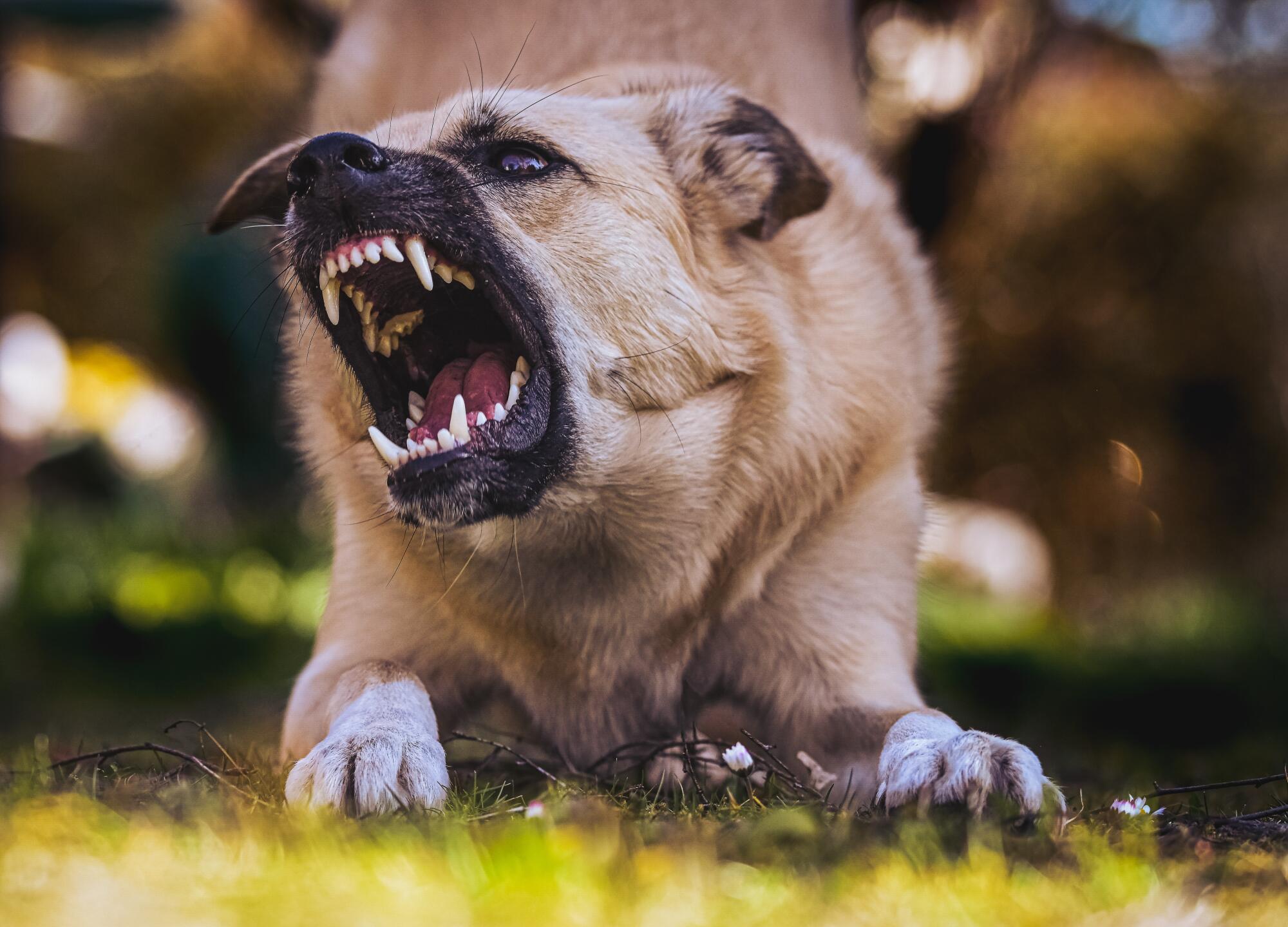 Get expert tips on navigating dog bite laws from a trusted dog attack lawyer. Understand your rights and legal options after a canine attack.