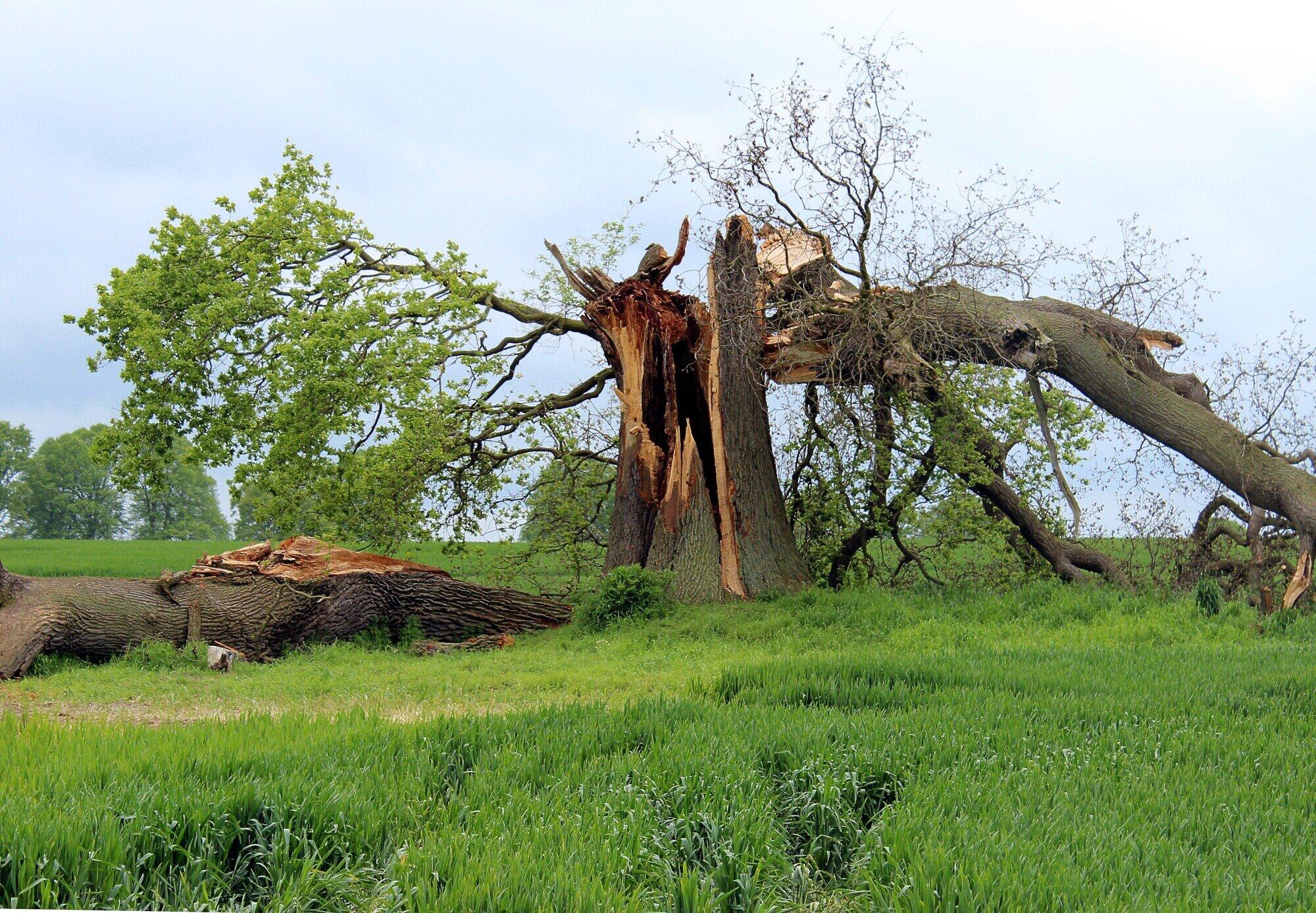 Learn how tree risk assessment helps prevent tree-related accidents by identifying potential hazards and ensuring safety.
