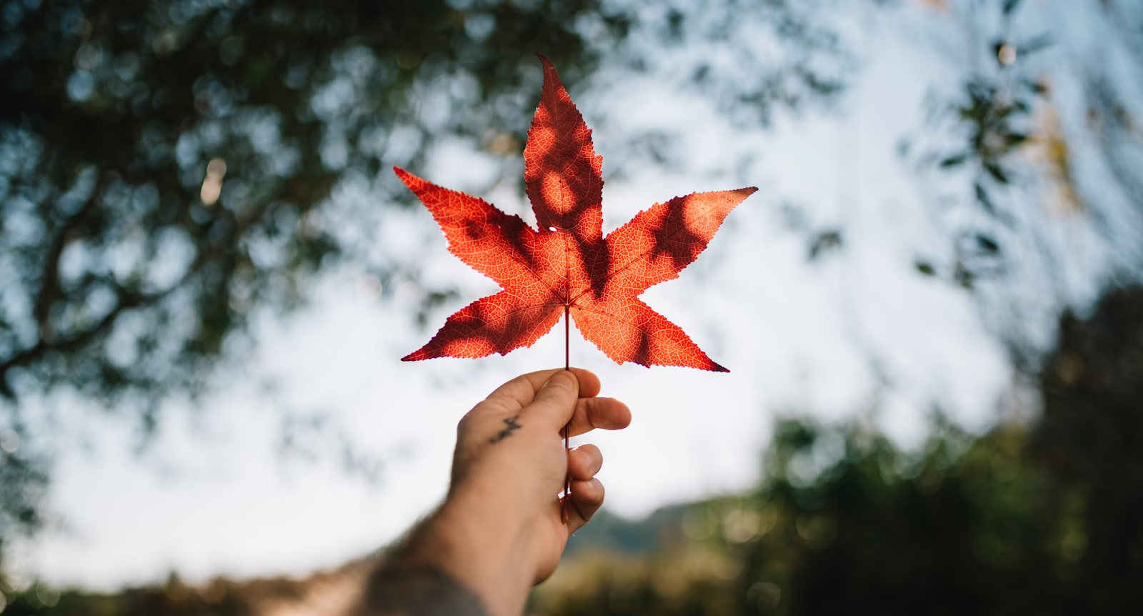 How To Immigrate Through Canada's Express Entry System